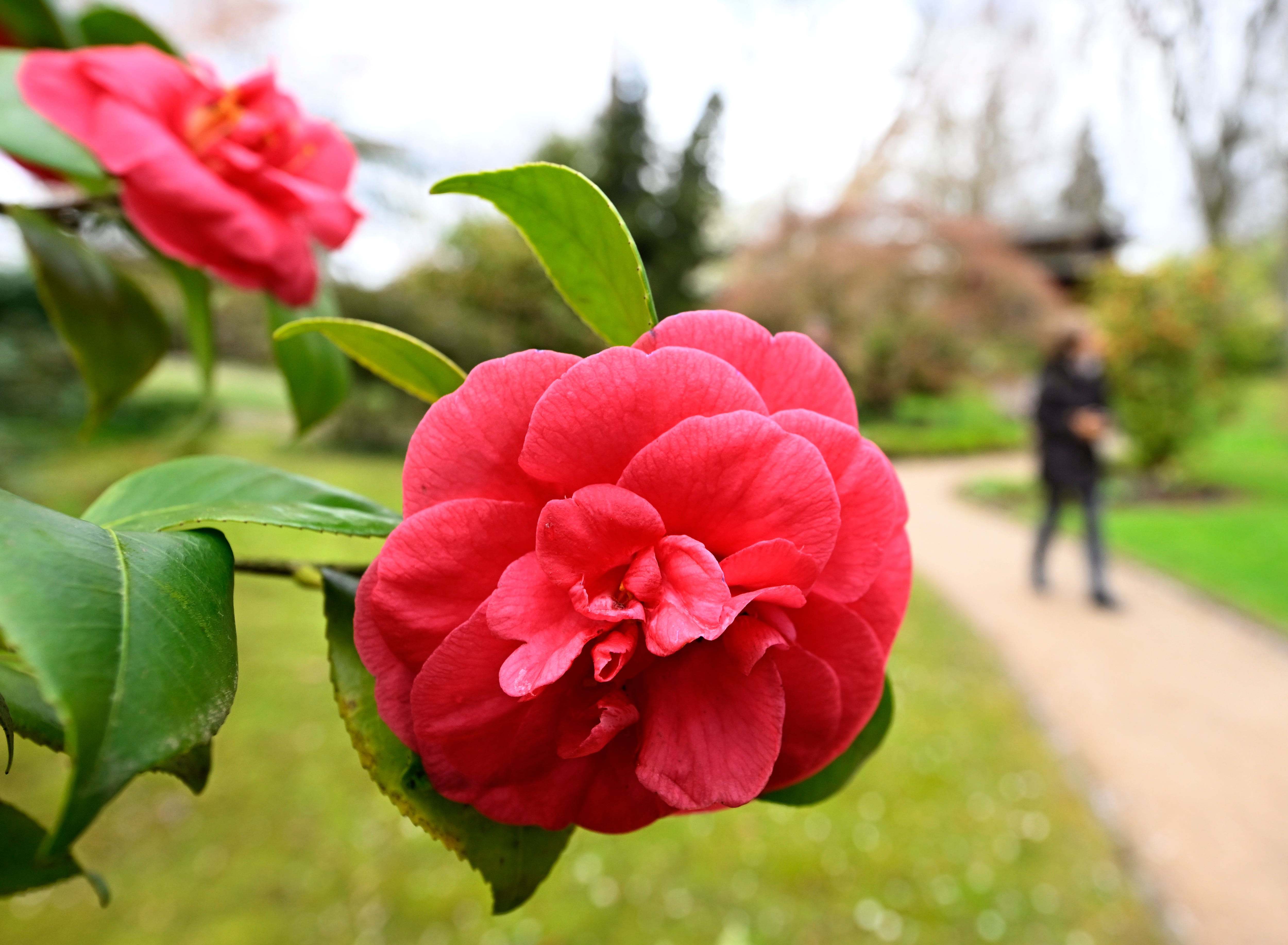 La planta que está feliz en Andalucía moriría pronto en Aragón: así decide el clima los jardines de cada región