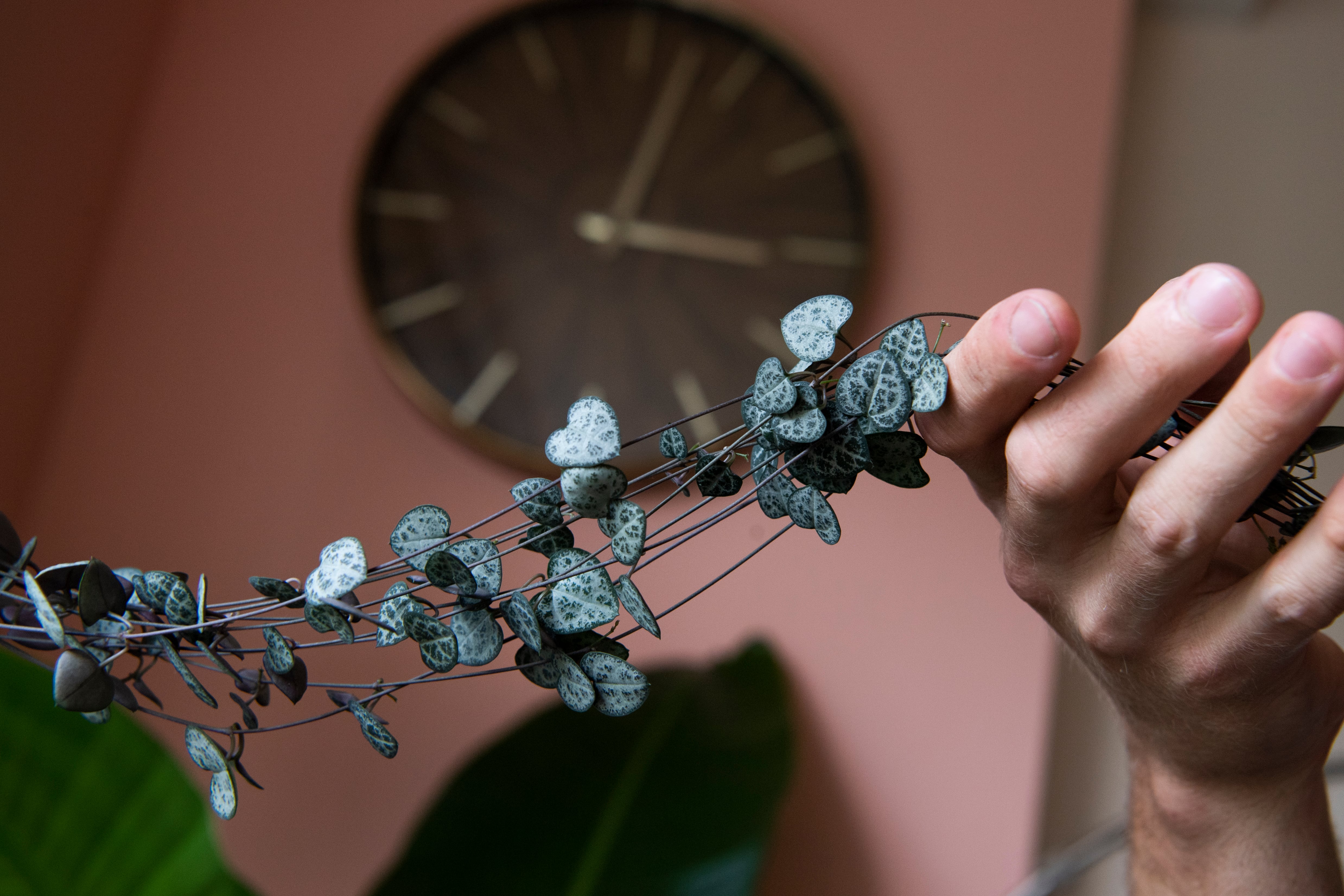 El collar de corazones o la enredadera con hojas acorazonadas fácil de cuidar e ideal para regalar