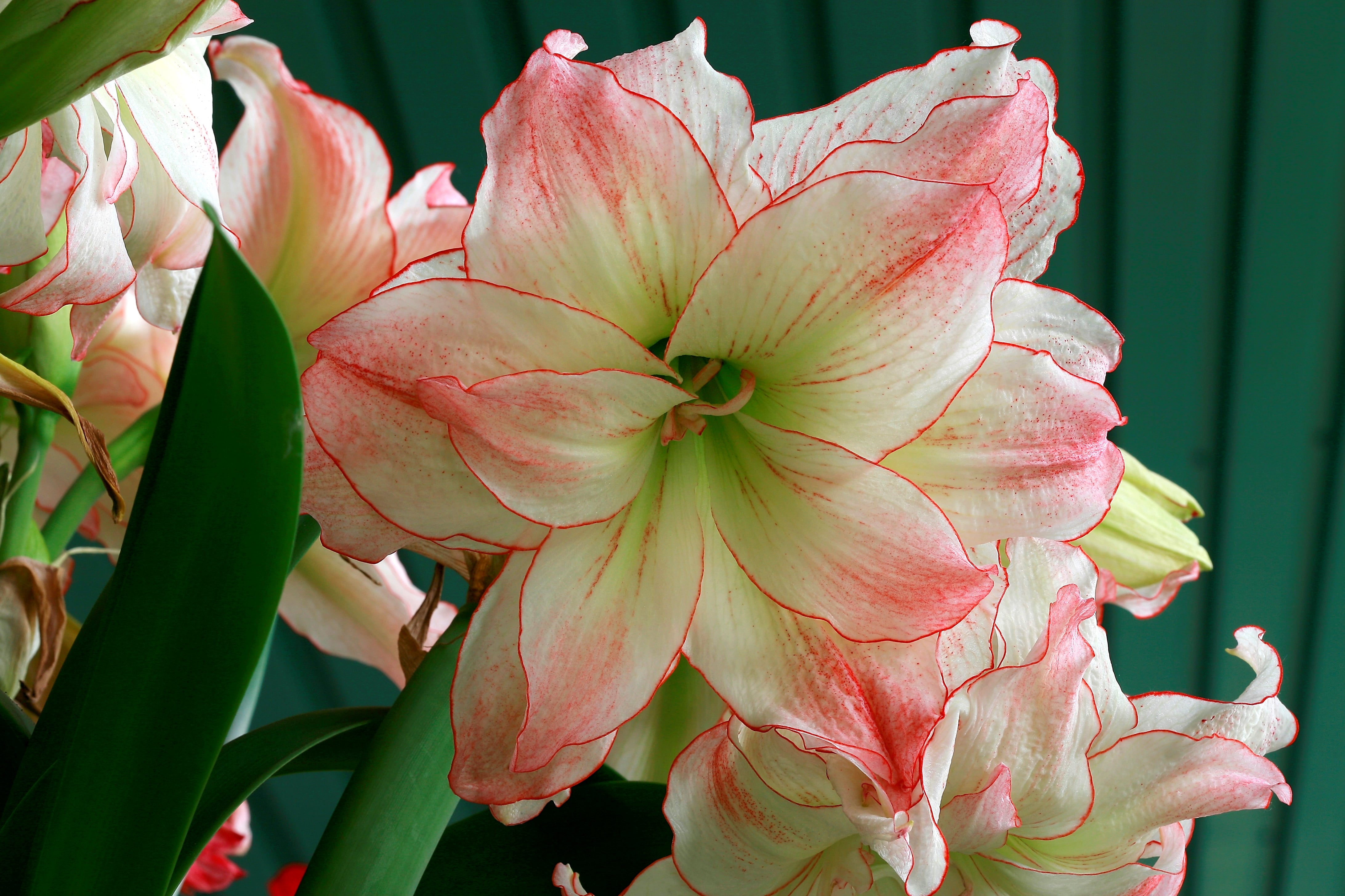 ‘Hippeastrum’, la planta conocida como “suegra y nuera” por la orientación de sus flores