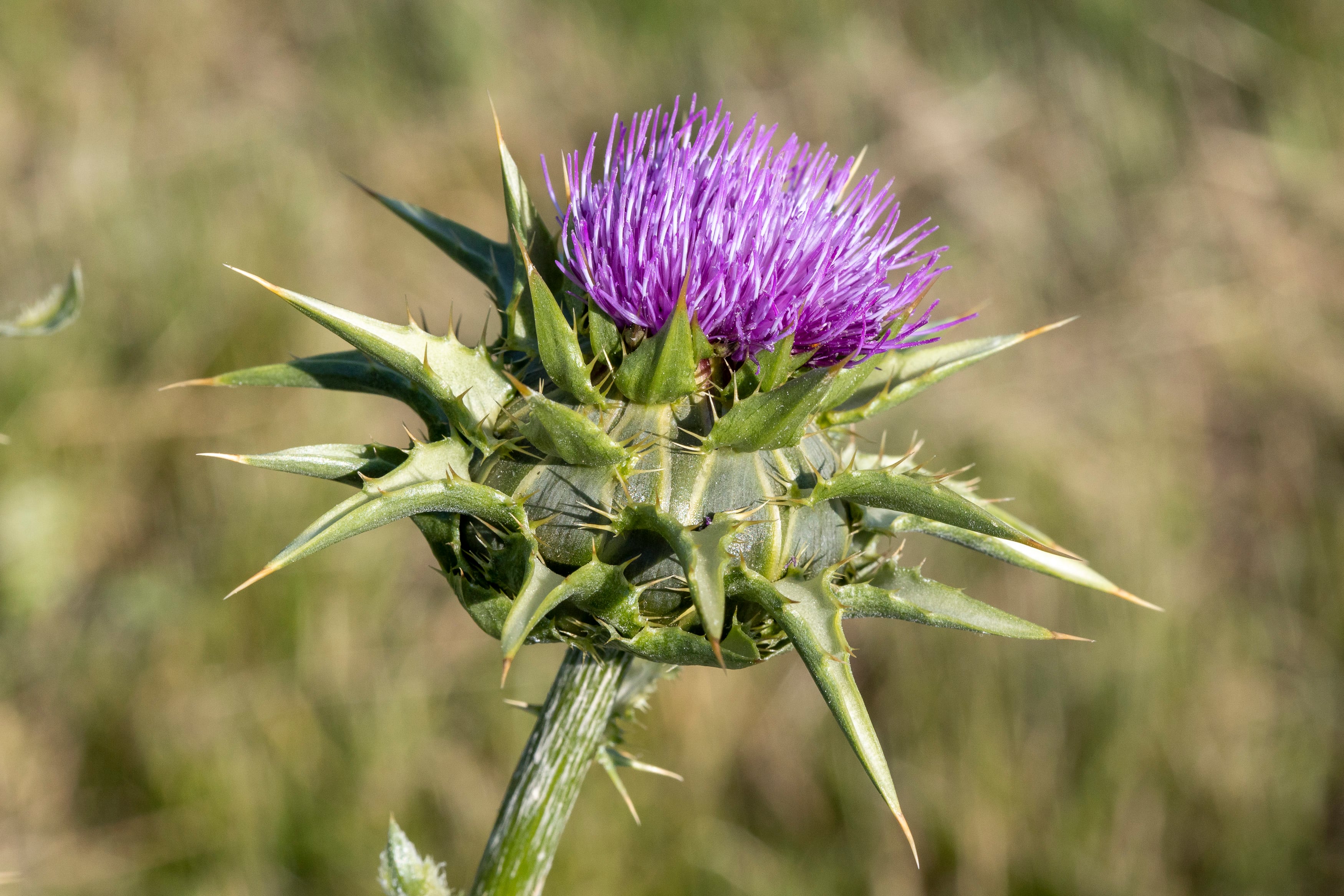 El cardo mariano o borriquero, la planta que pincha, cura y cuenta historias