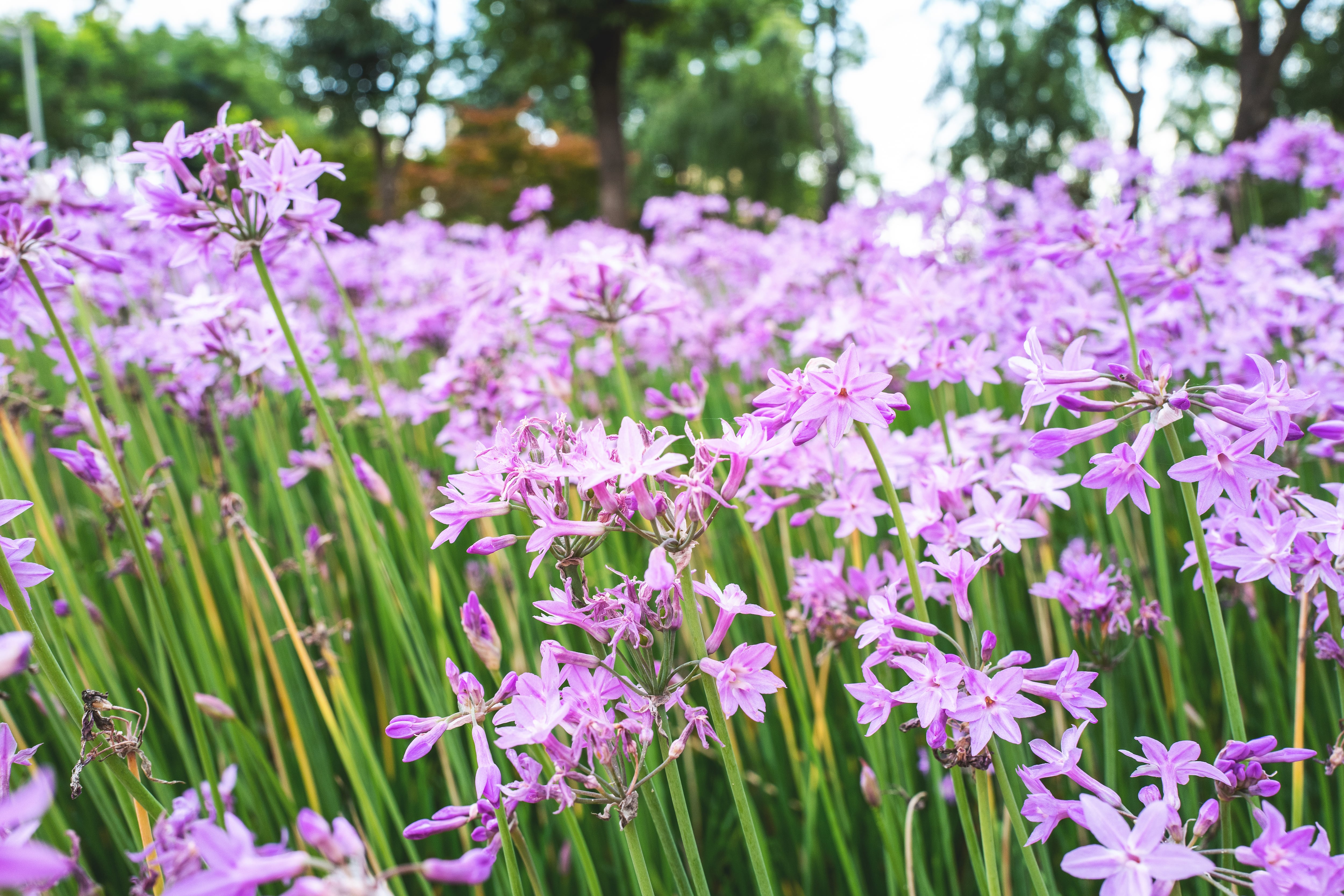 Junio en el jardín: floraciones y aromas cuando el verano ya ejerce con señorío