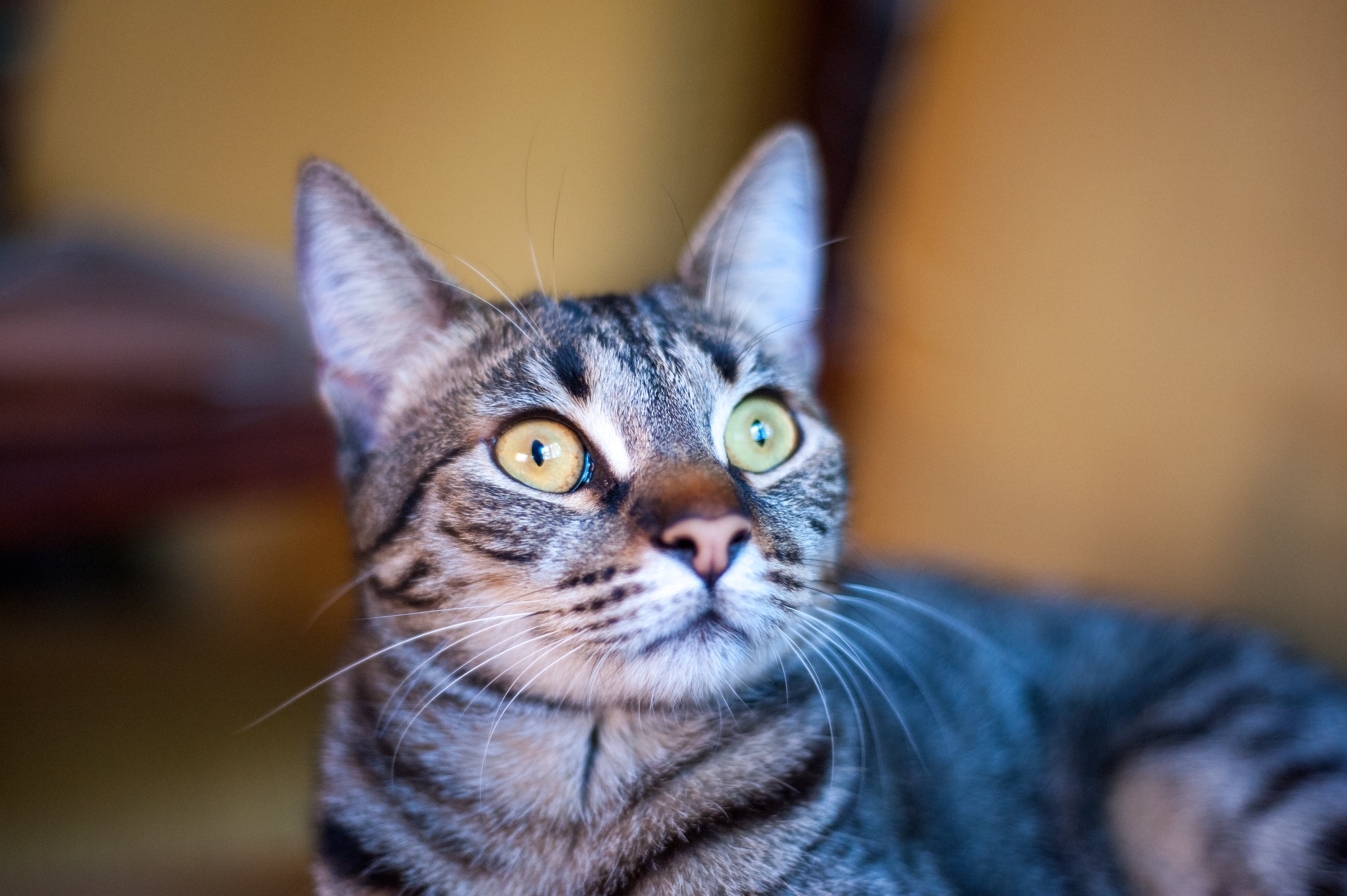 ¿Por qué a tu gato le fascinan las pantallas? La clave está en el movimiento