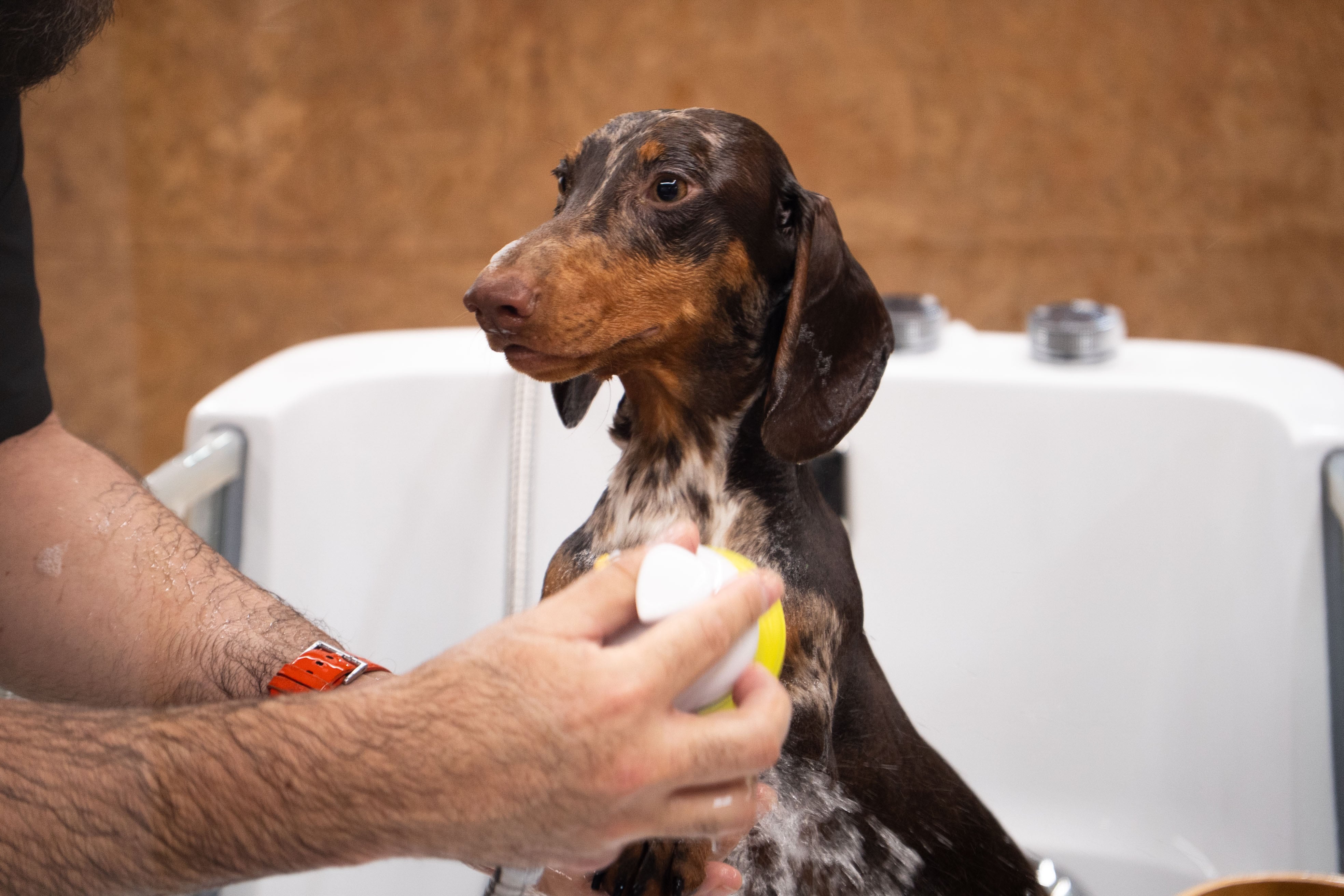 Así es el mundo de las peluquerías para perros y gatos, donde hay clientes que pagan 100 euros al mes en tratamientos