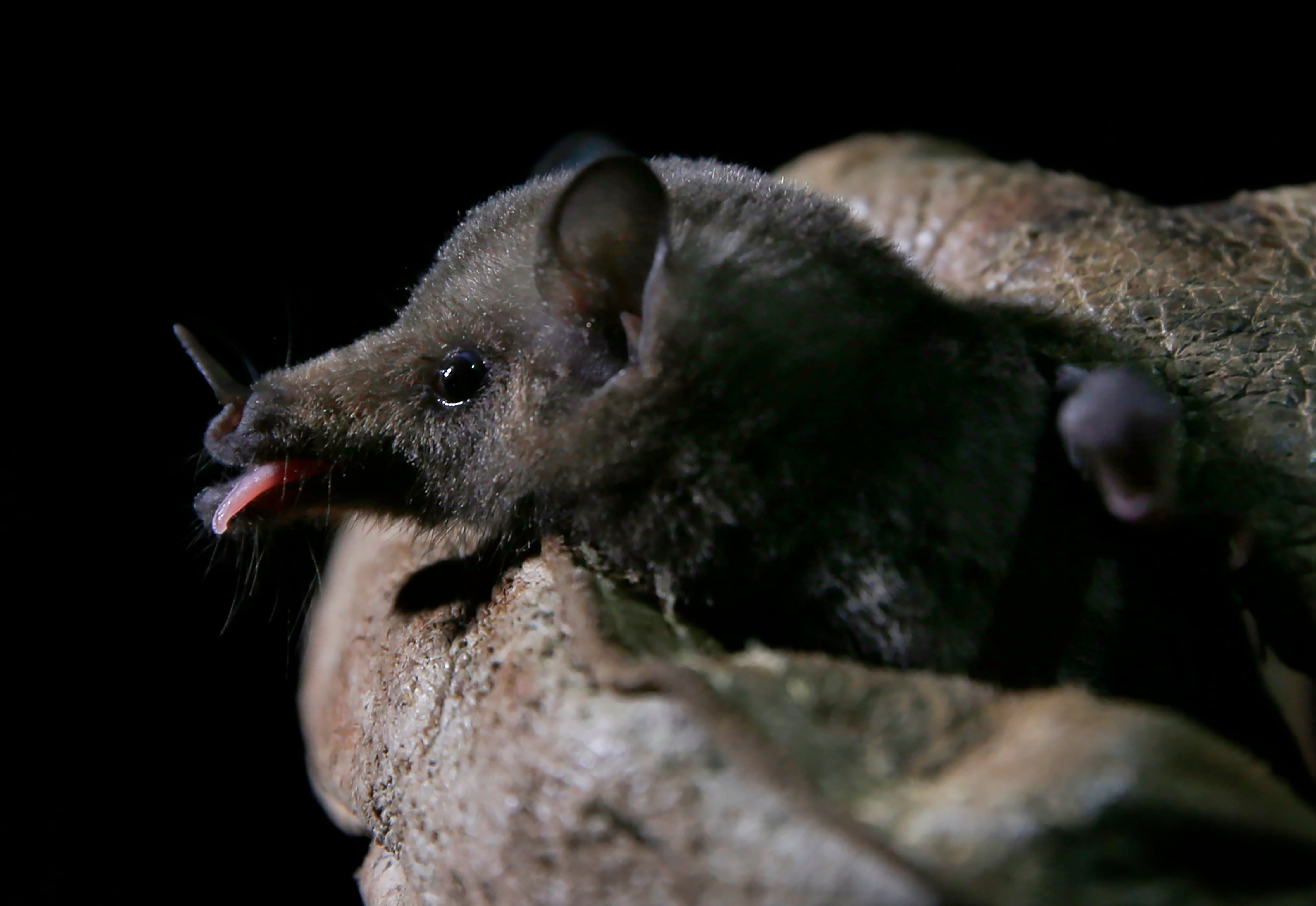 Diez mil virus de animales a personas: el cambio climático y la globalización amenazan a la humanidad